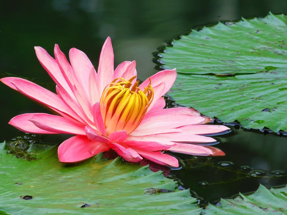 a pink flower on a lily pad