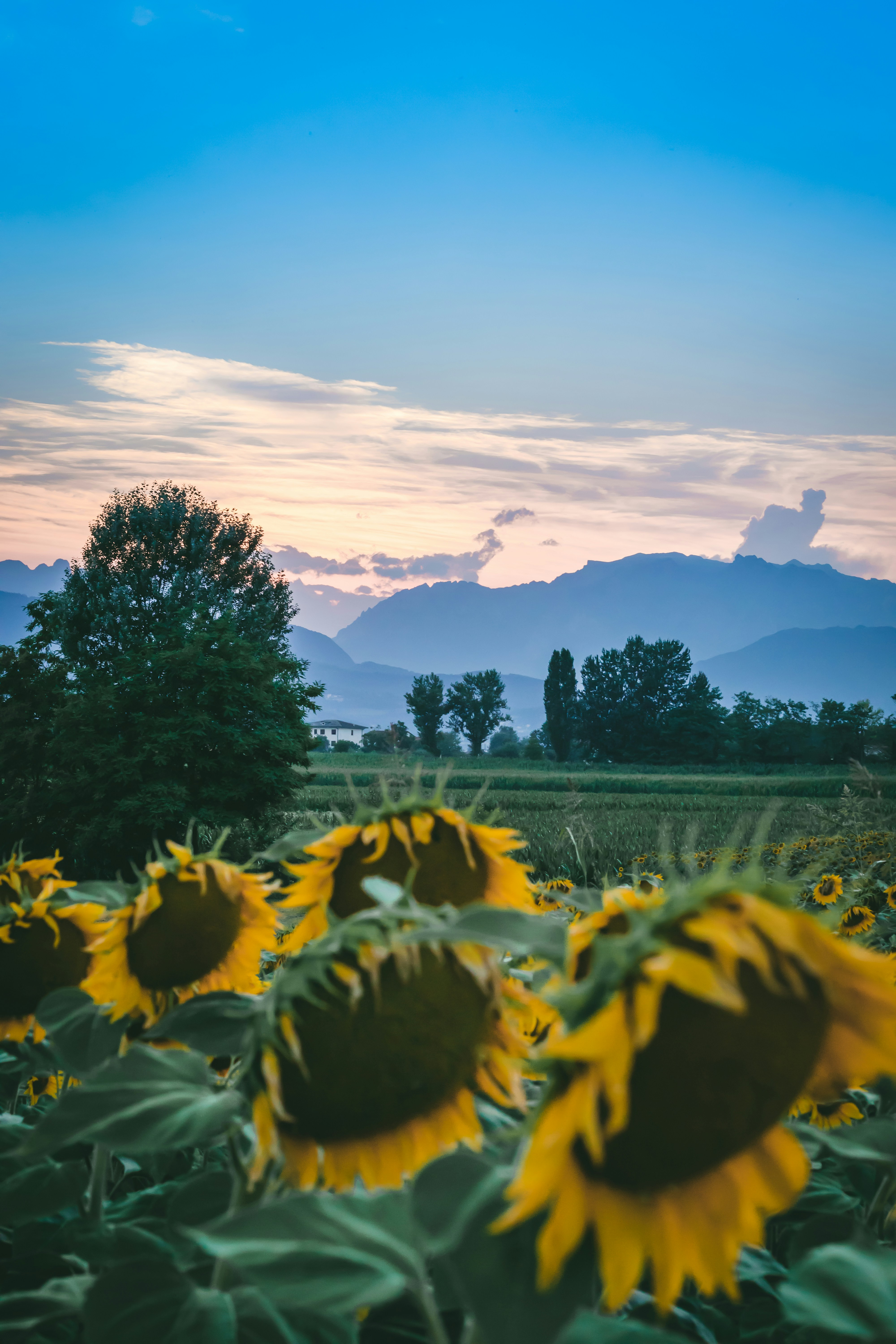 a field of sunflowers with mountains in the background