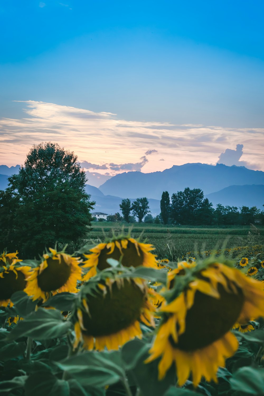 a field of sunflowers with mountains in the background