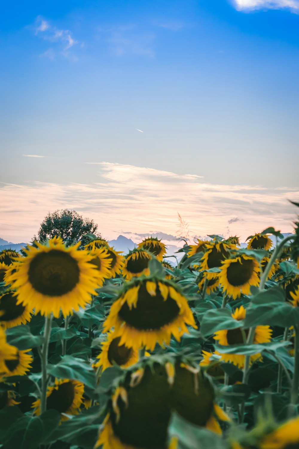 a field of sunflowers