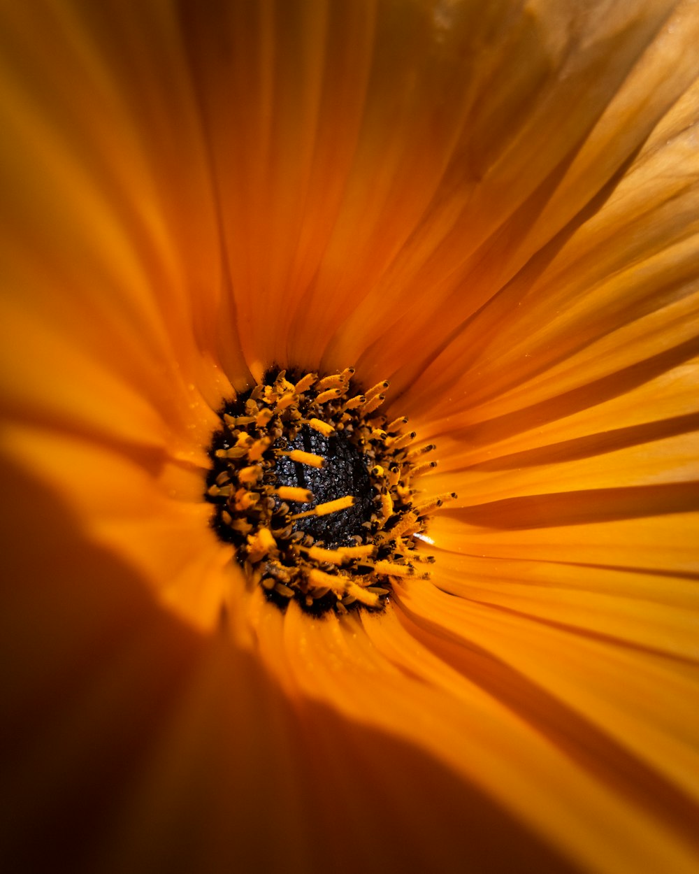 a close up of a flower