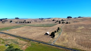 A panoramic view of the farm showing cattle roaming freely across the open land
