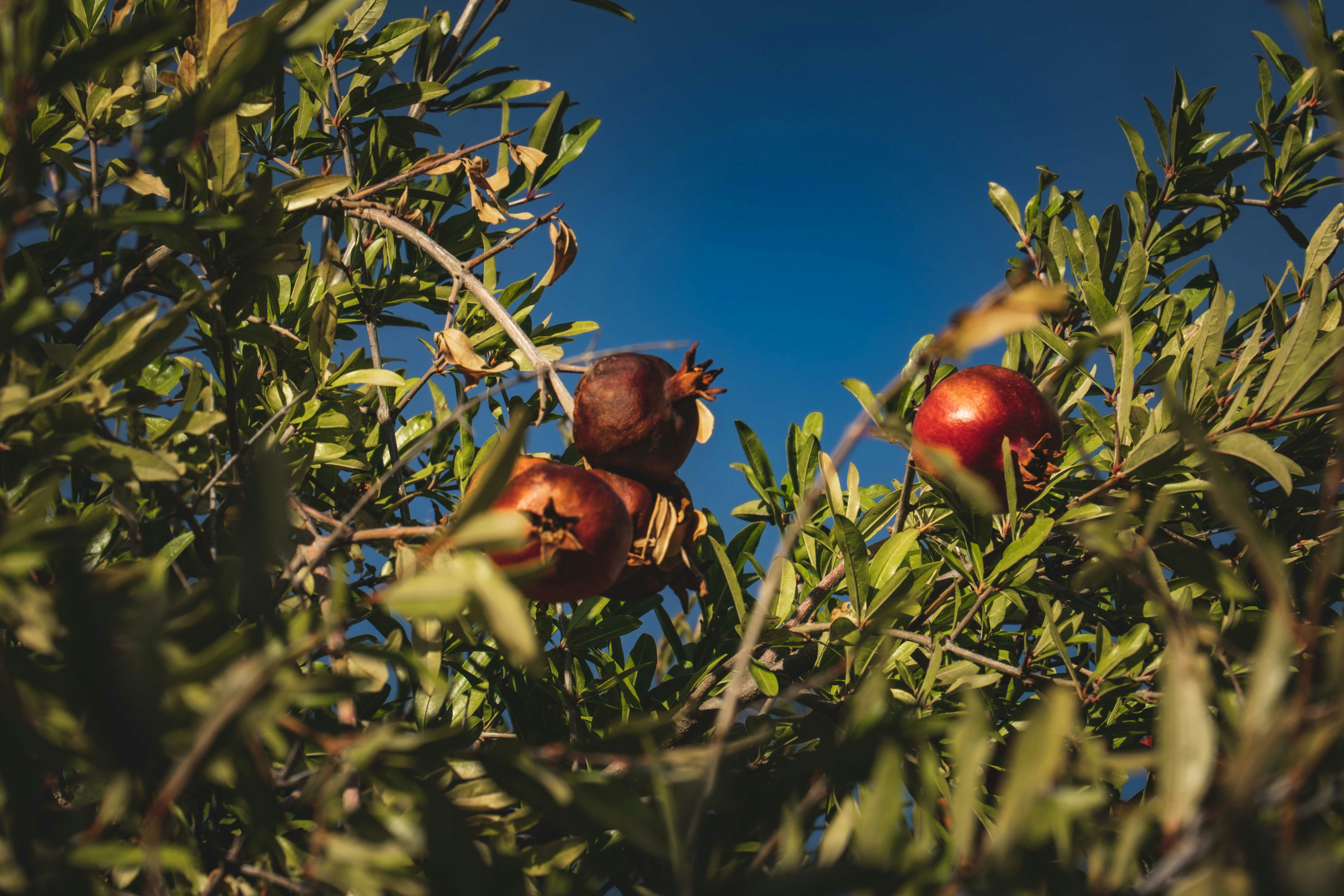 Photo by francesco_ungaro