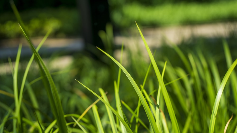 close up of grass