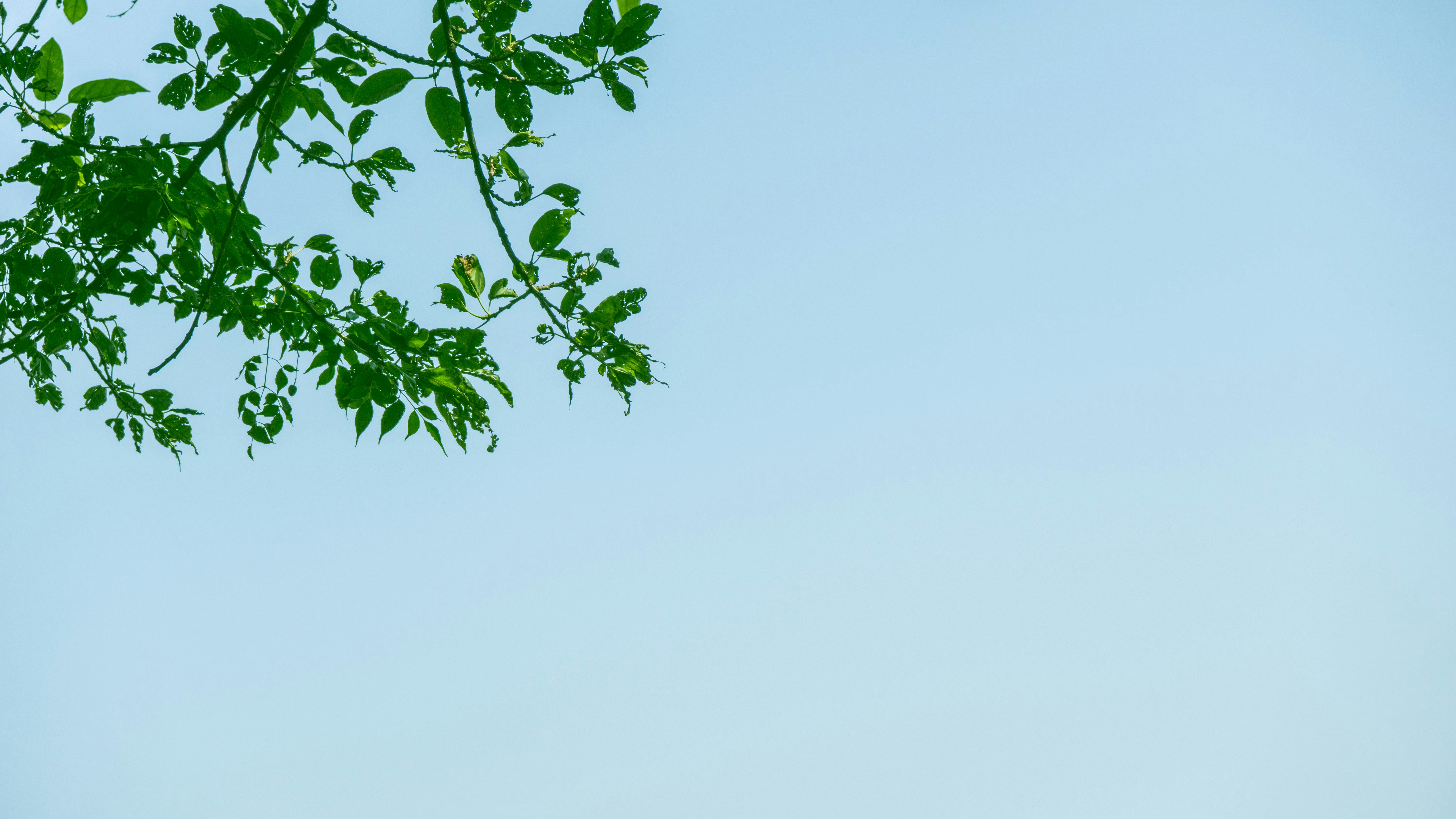 A part of tree and the sky.