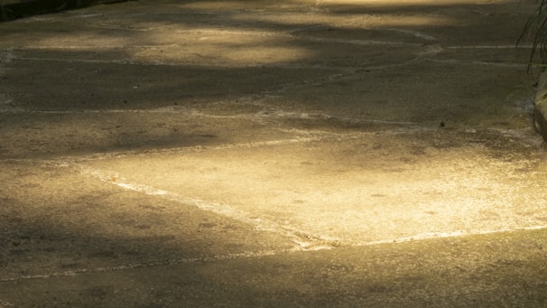 A freshly poured concrete driveway gleaming under the afternoon sun.