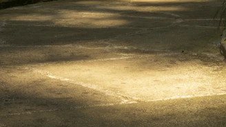 Close-up of a freshly poured concrete driveway with smooth finish and clean edges under natural daylight.