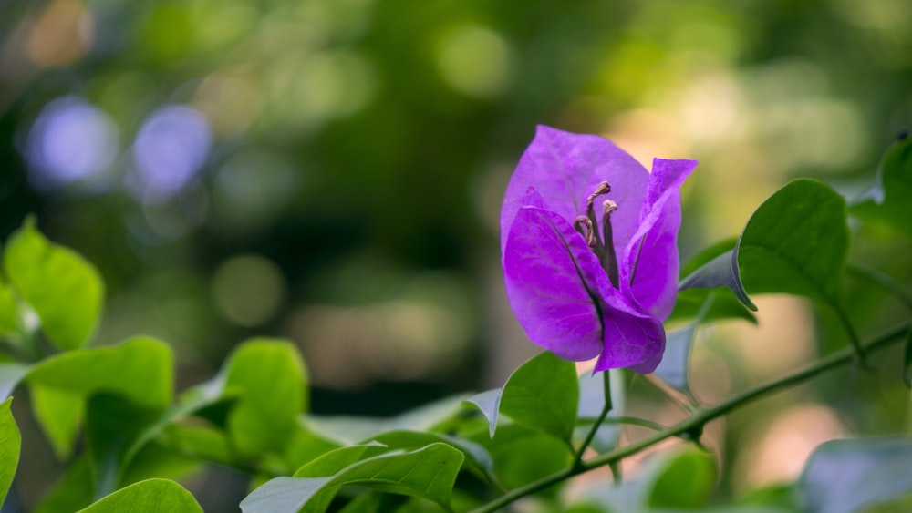 a purple flower with green leaves