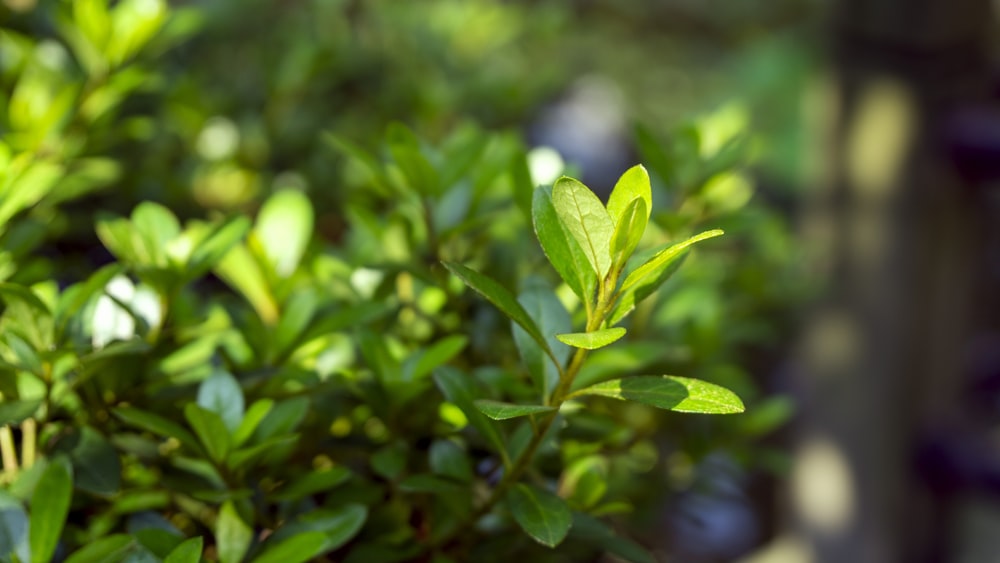 a close up of a plant