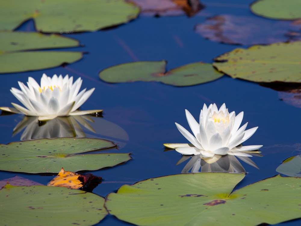 white flowers on water