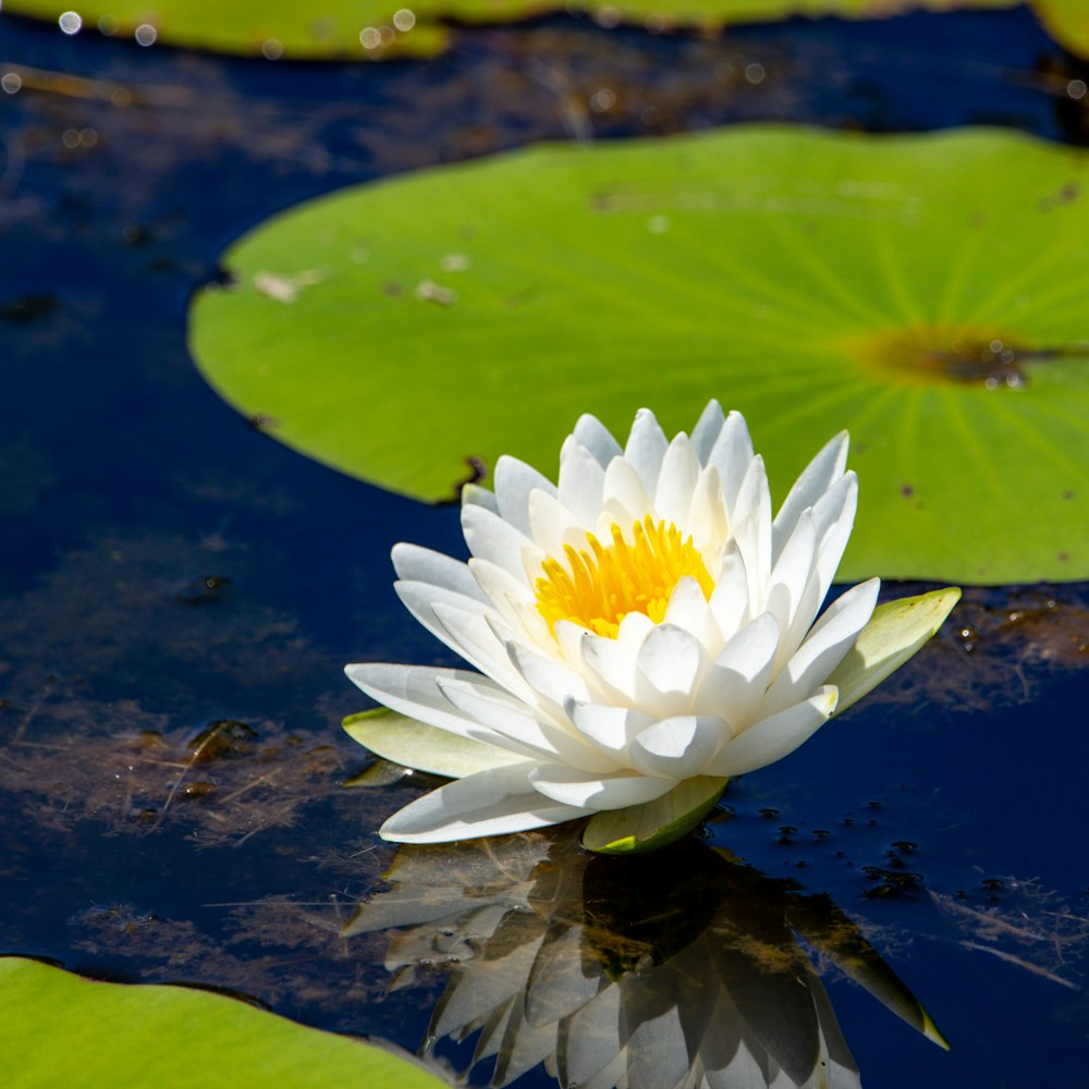 a white flower on a lily pad