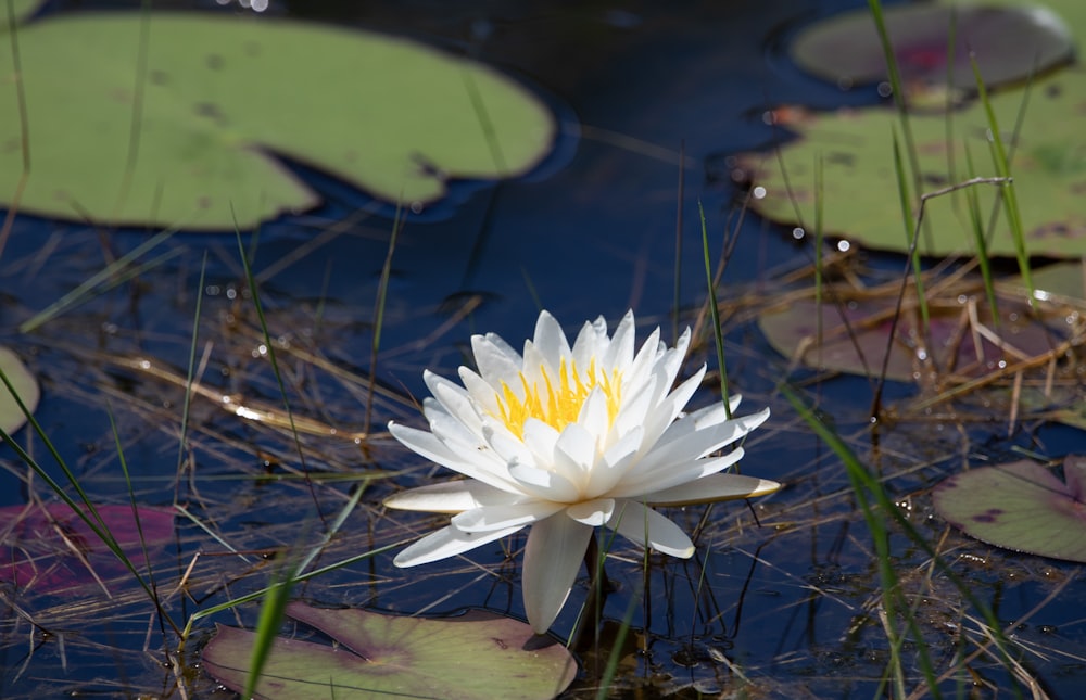 a white flower in water