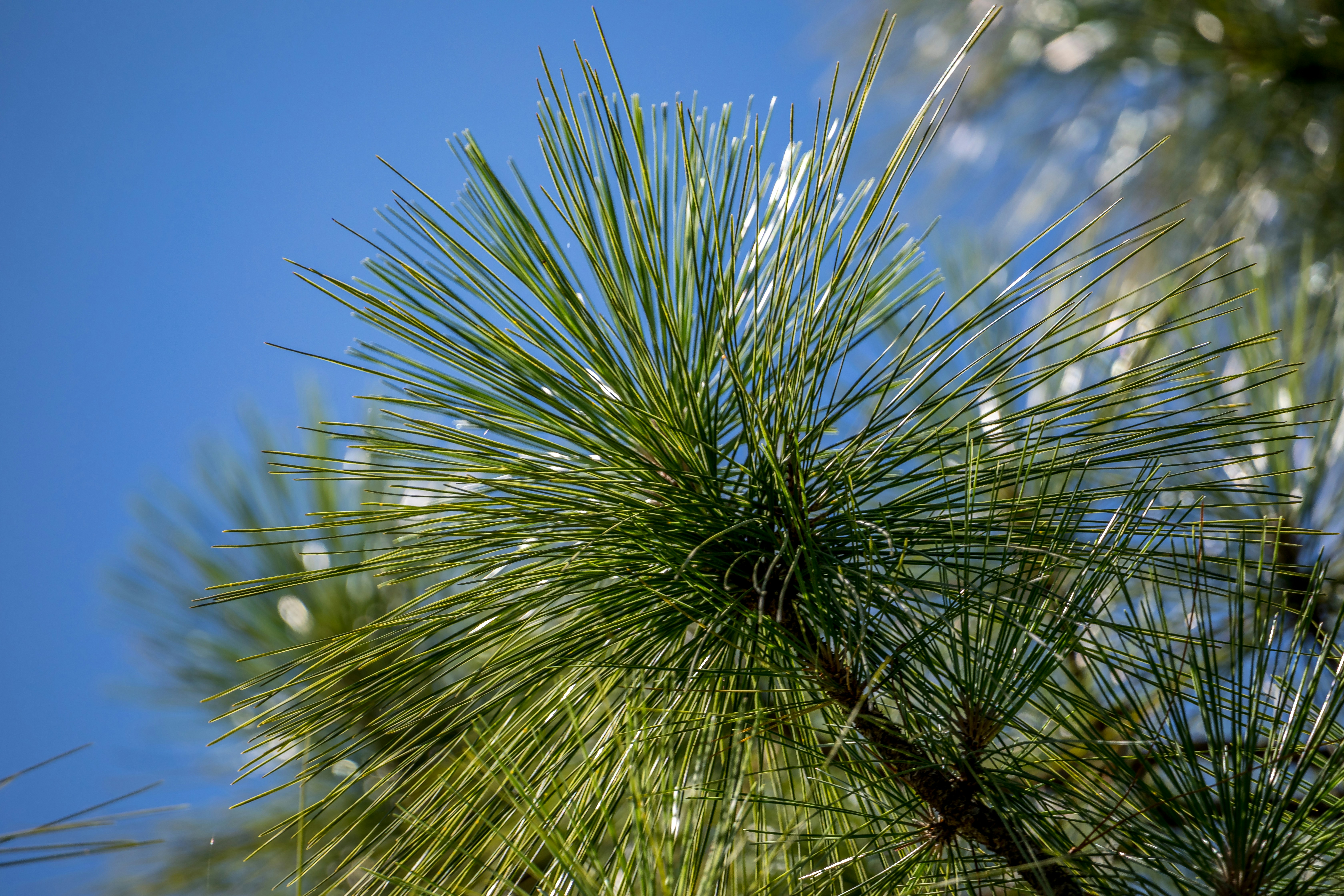 a close up of a plant
