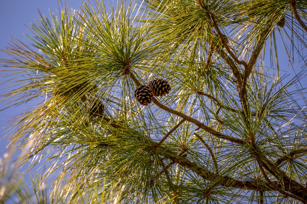 a pineapple with a black and white striped bug on it