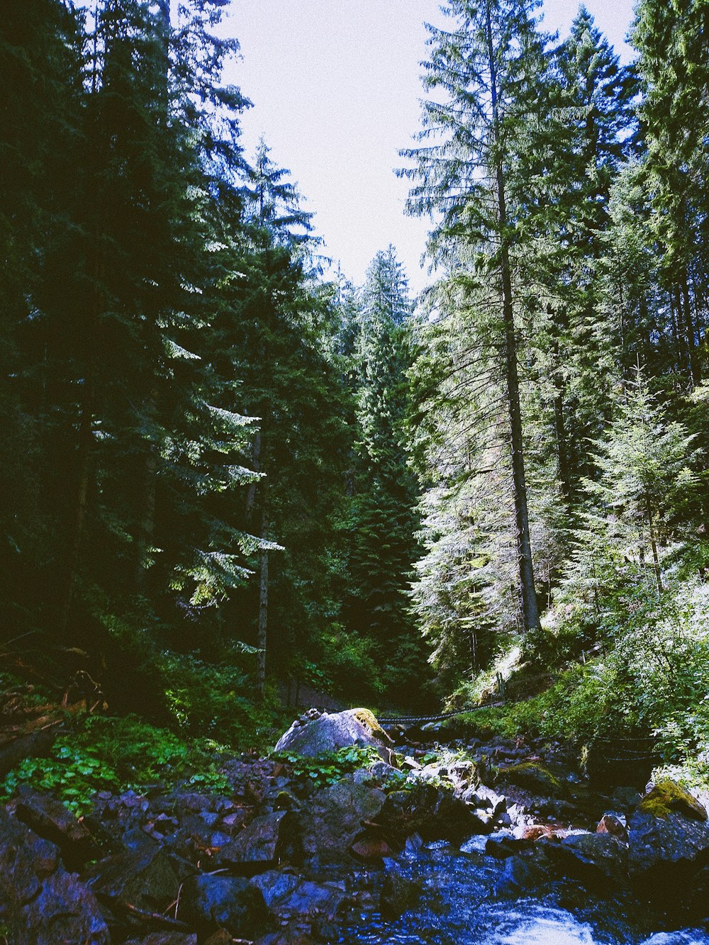 Un fiume in una foresta