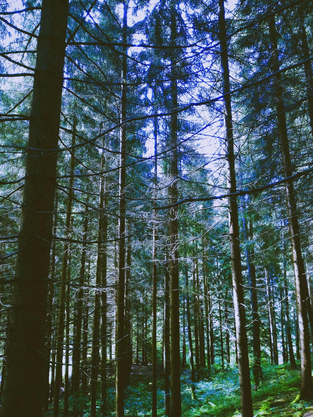 a forest of tall trees
