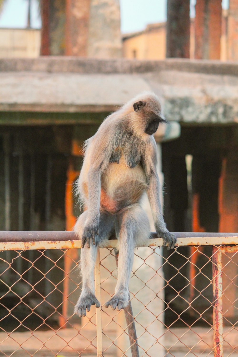 an animal standing on a fence