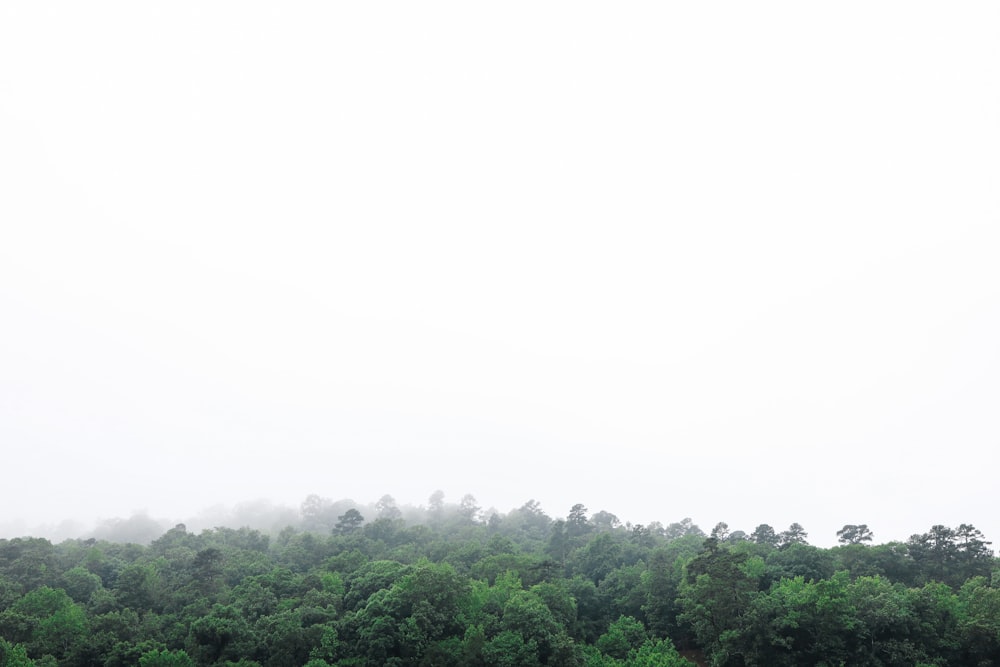 un grande campo verde con alberi sullo sfondo