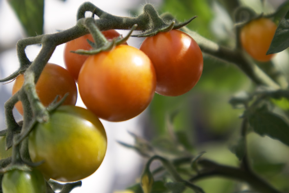 a group of tomatoes growing on a vine