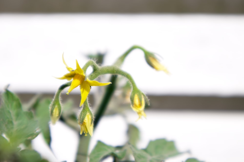 a close-up of a flower