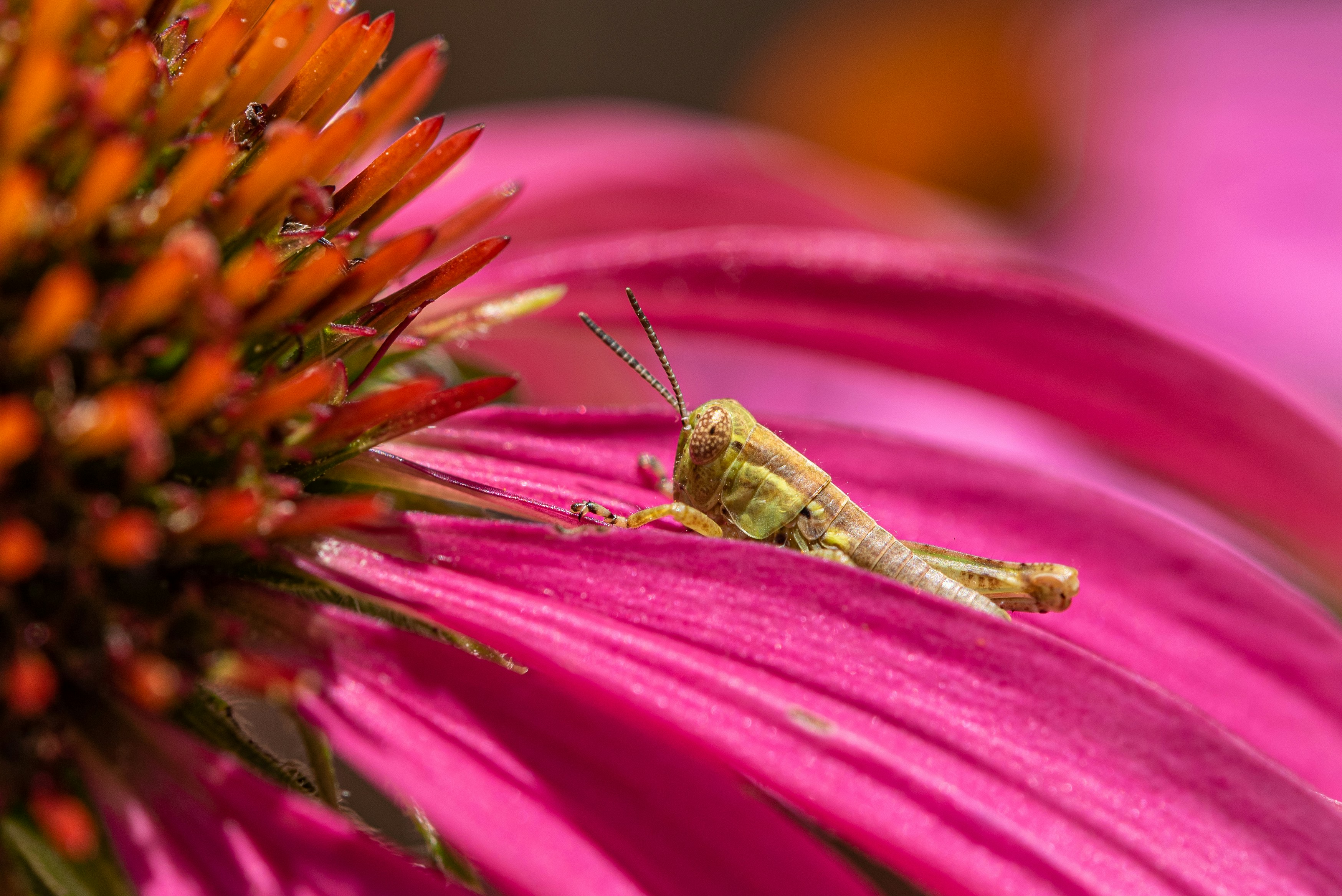 a green insect on a purple flower
