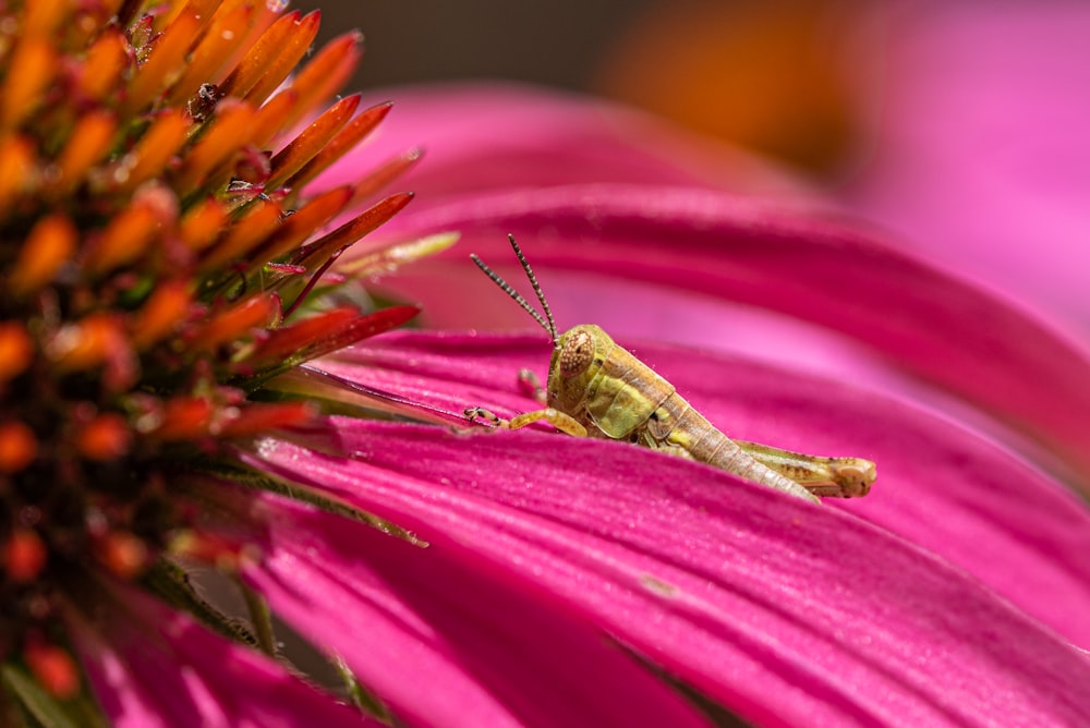 a green insect on a purple flower