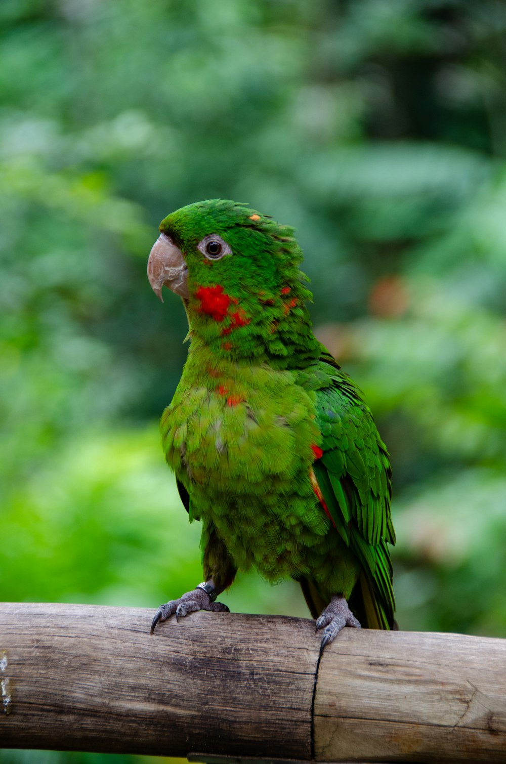 a green and yellow bird