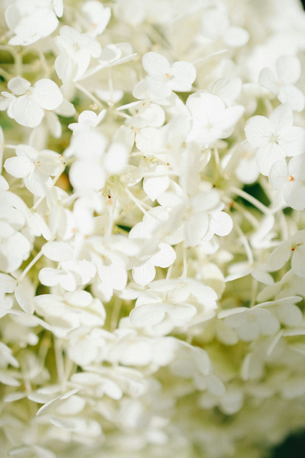 a close up of white flowers