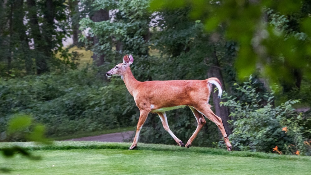 un cerf courant sur l’herbe