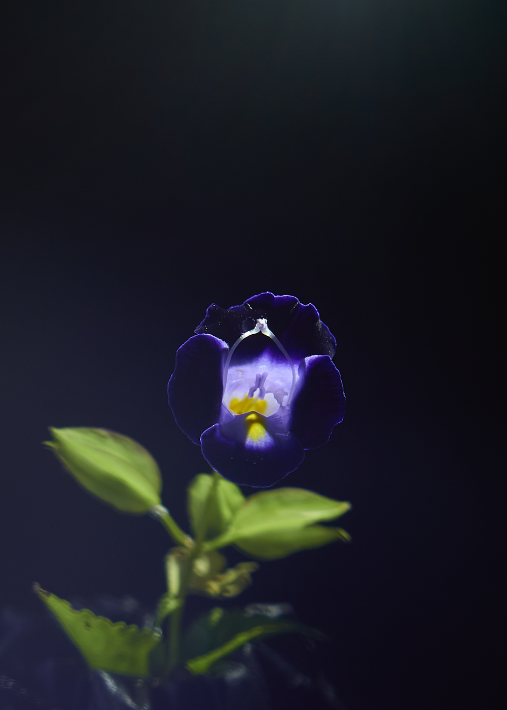 a purple flower with green leaves