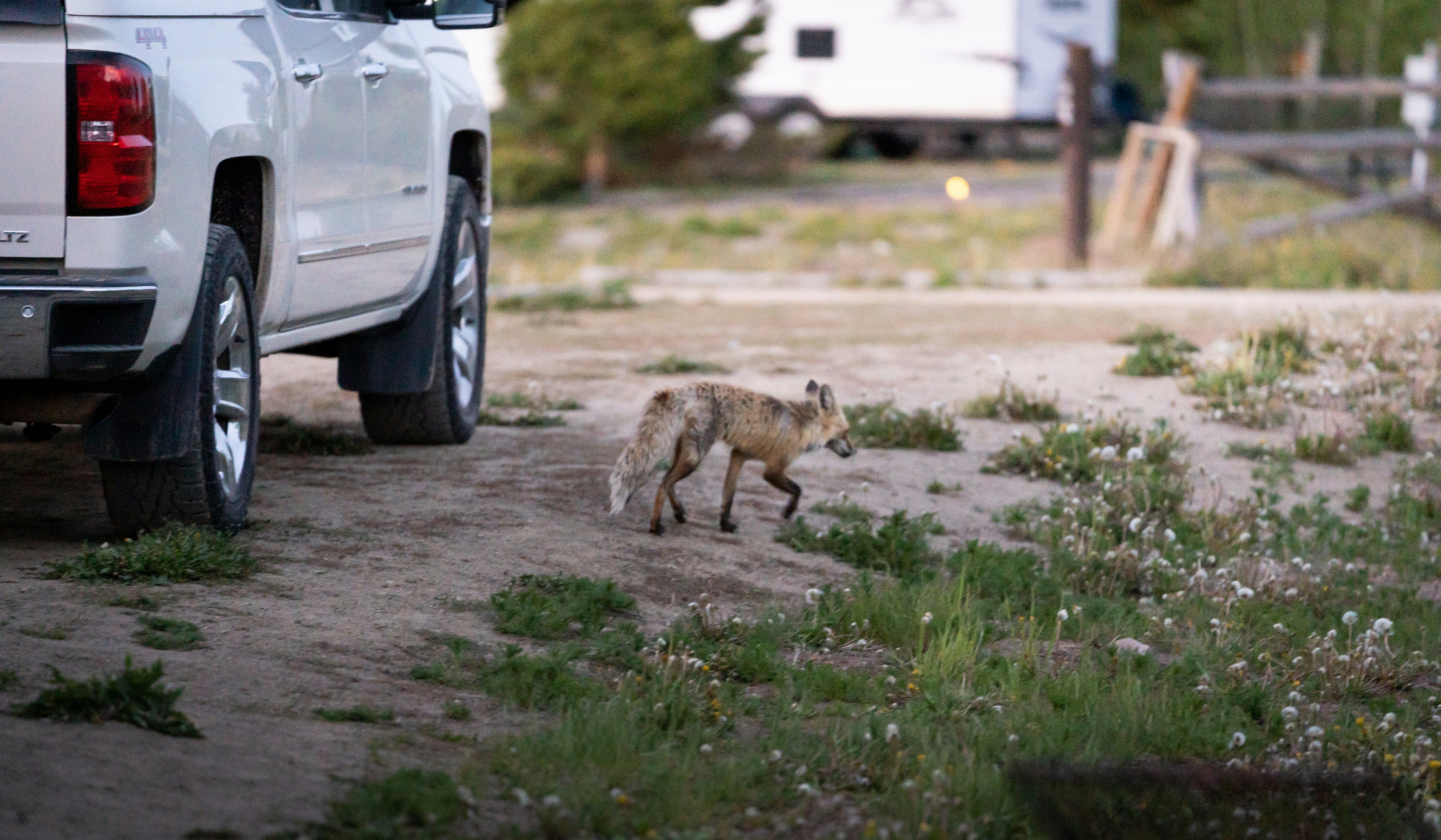 a fox walking on a dirt road
