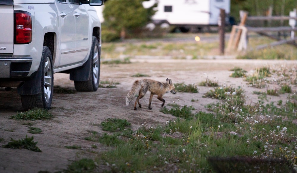 a fox walking on a dirt road