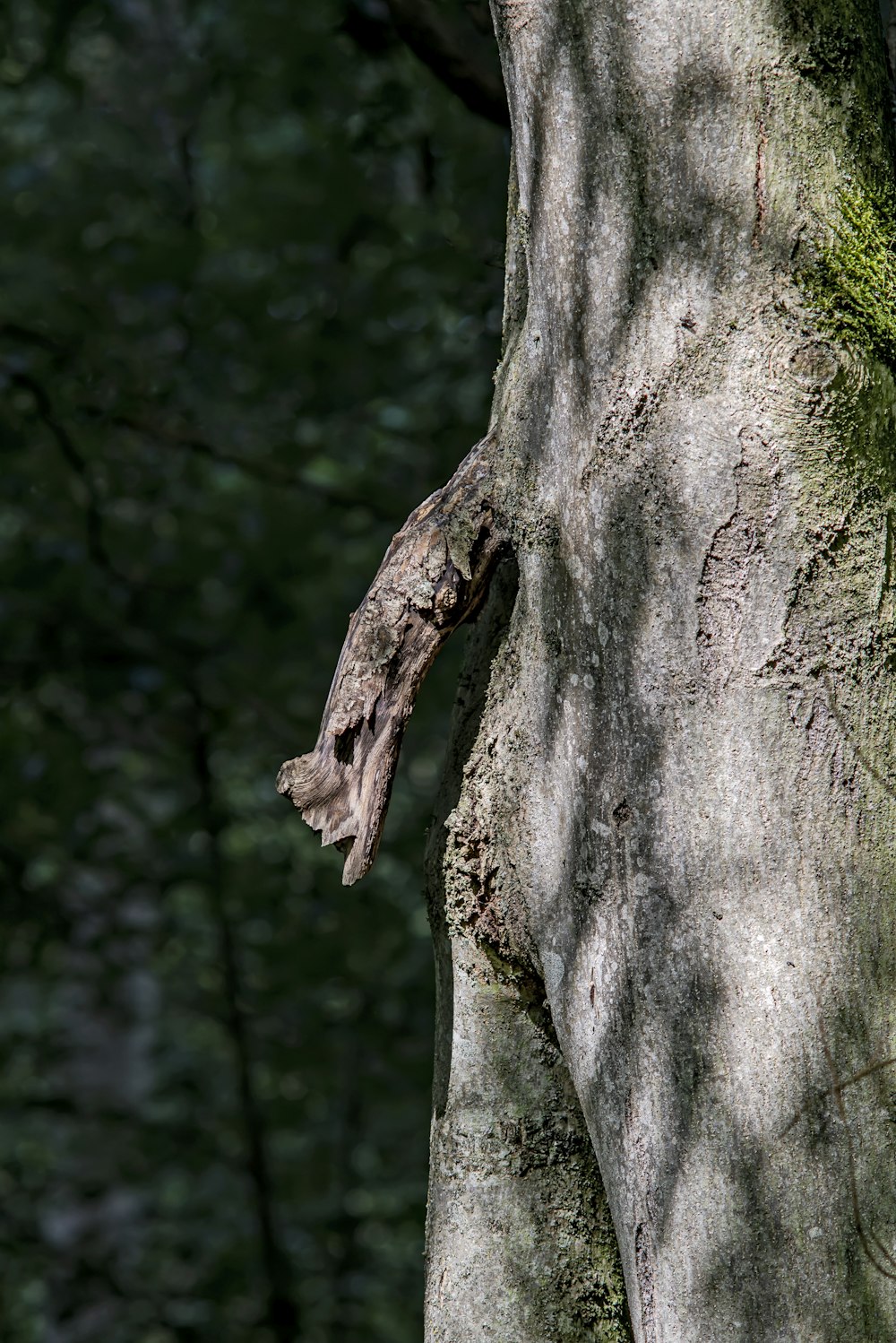 a snake on a tree