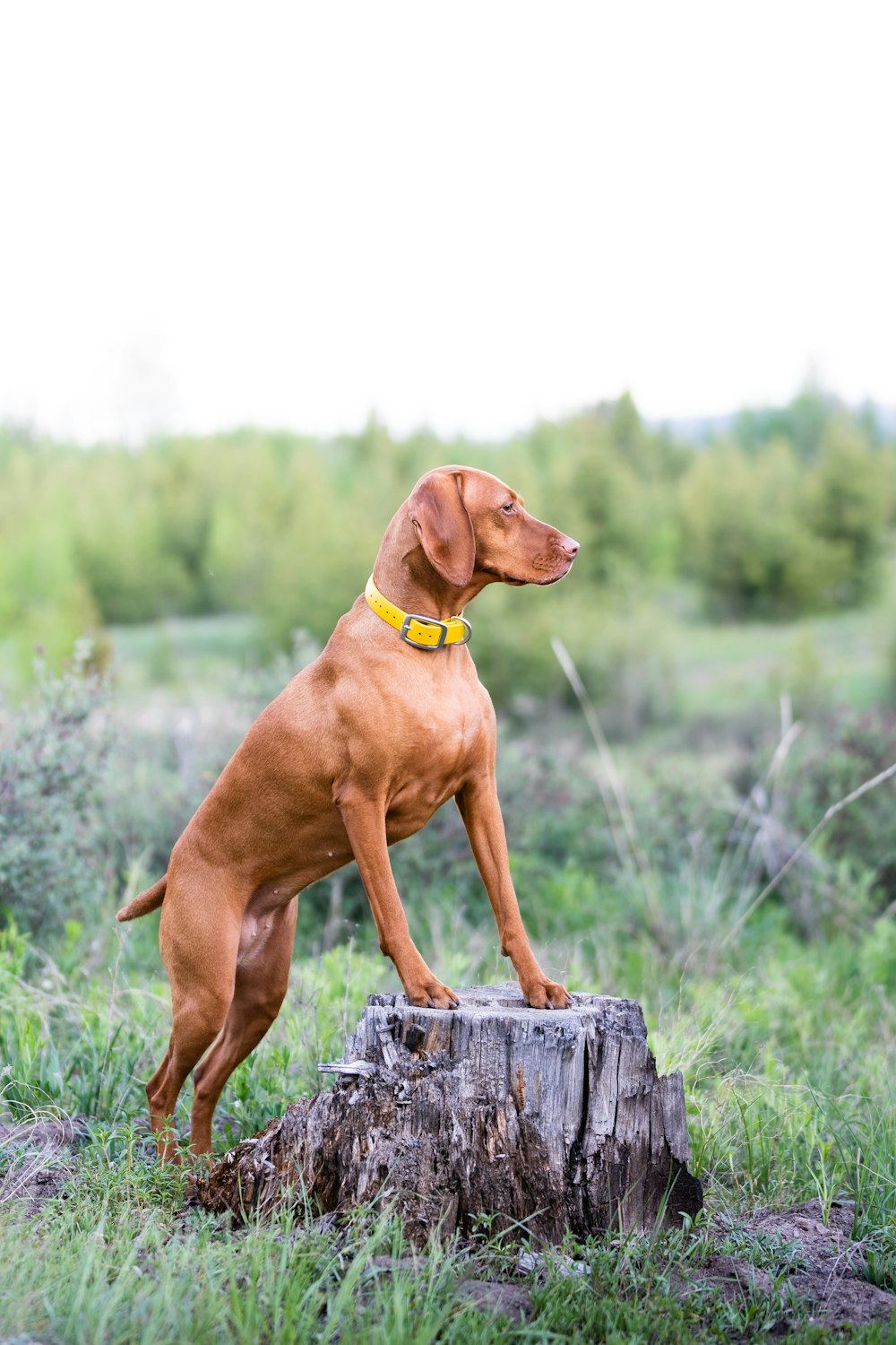 a dog standing on a log