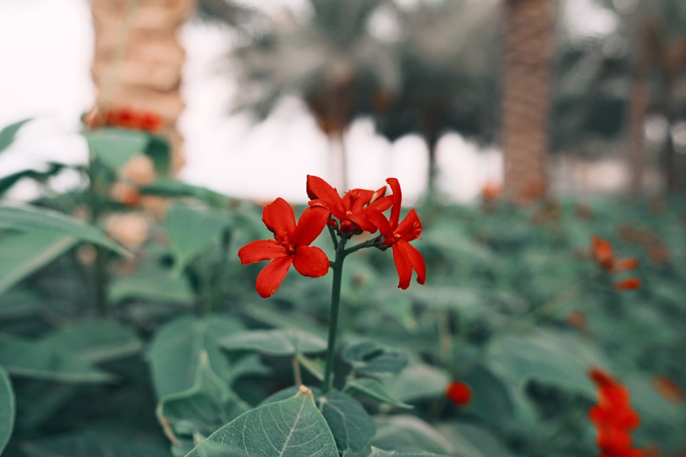 um close-up de algumas flores