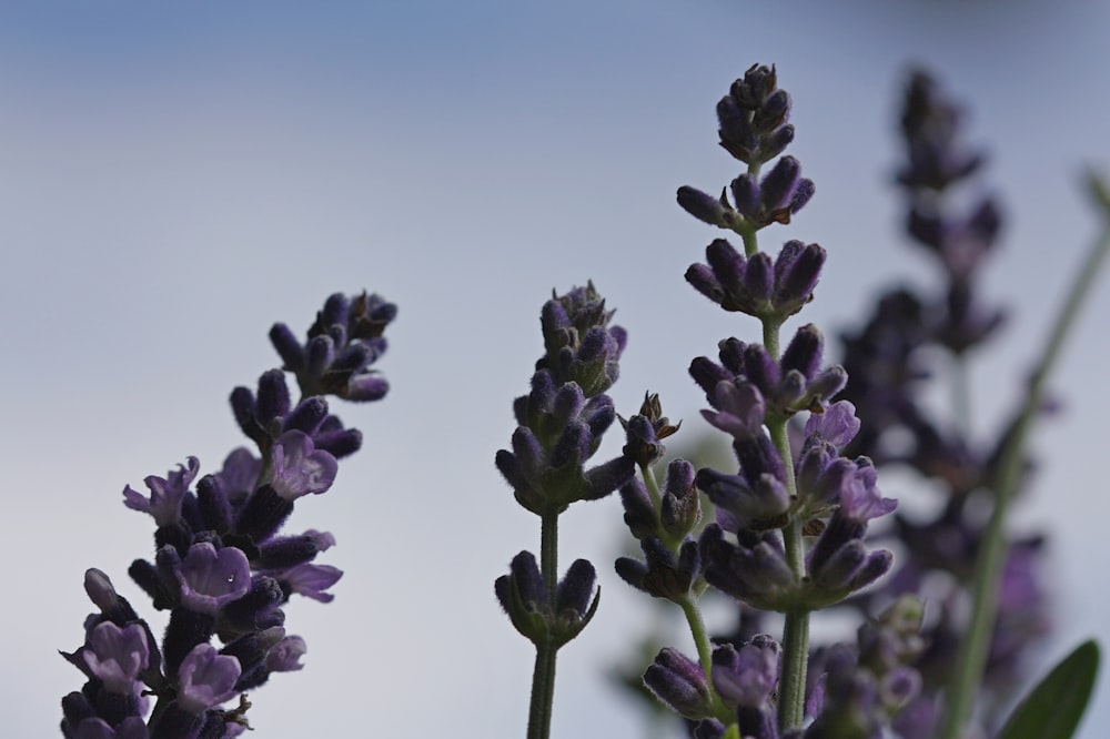 a close up of a purple flower