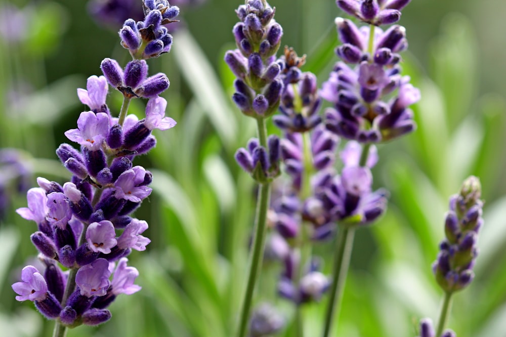 a close up of purple flowers