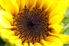 a close up of a sunflower