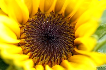 a close up of a sunflower