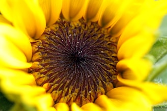 a close up of a sunflower