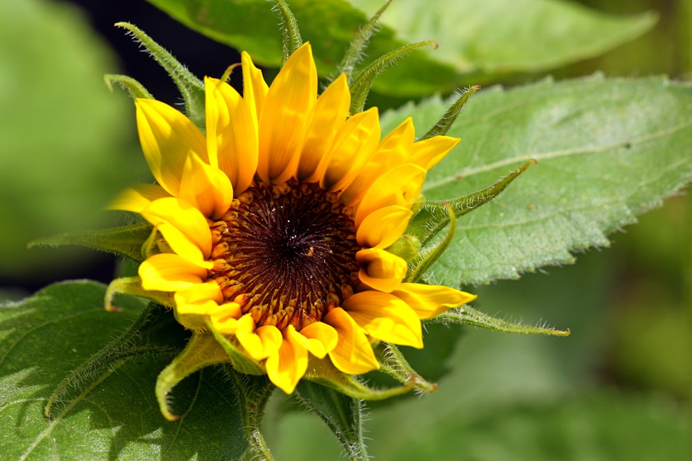 a yellow flower with green leaves