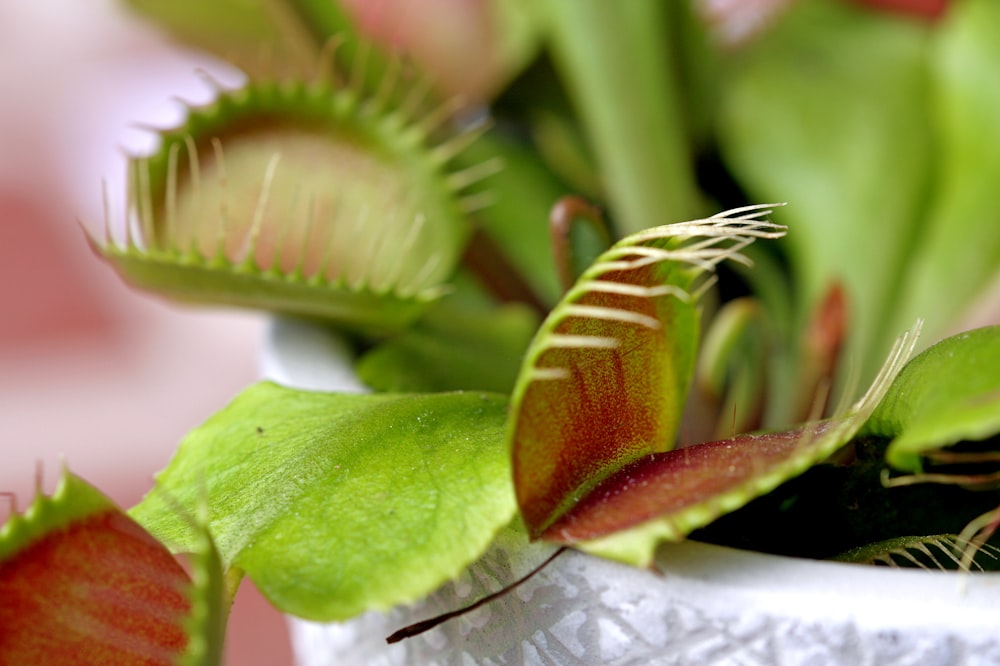 a close up of a plant