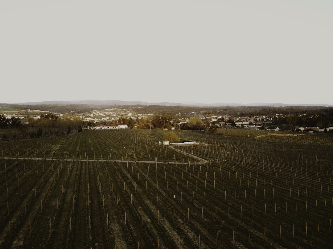 a landscape with trees and buildings, If you like my work and you