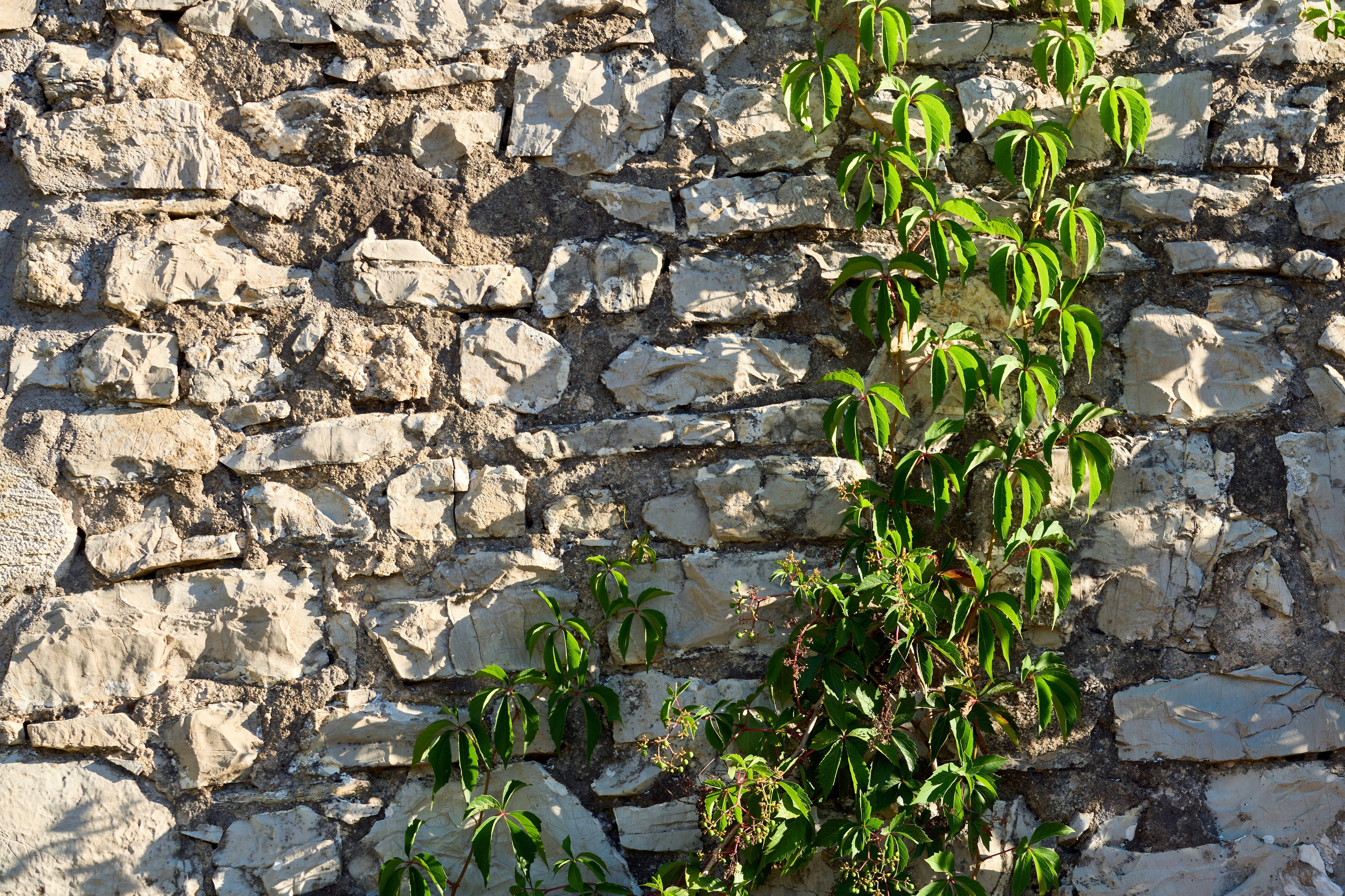 Photo by wolfgang_hasselmann