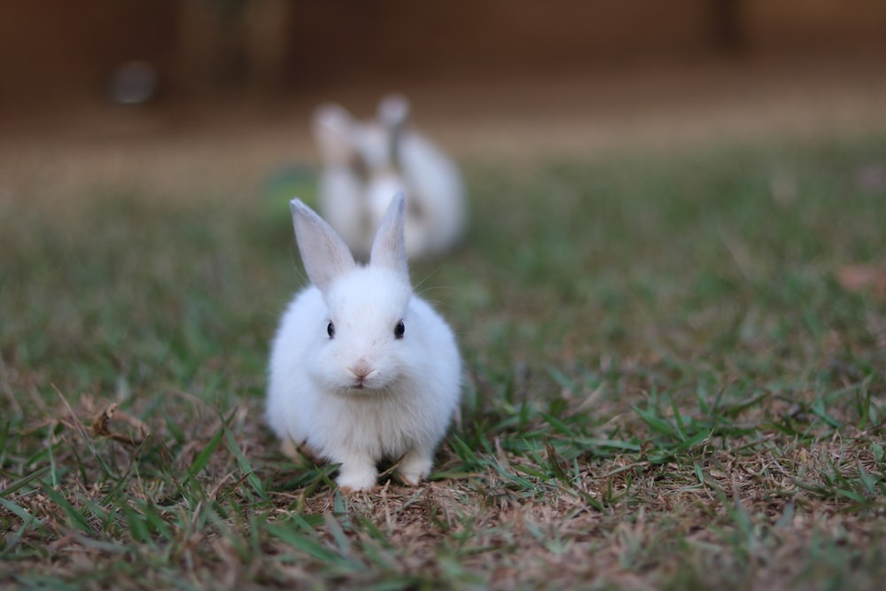 a rabbit with a white hat