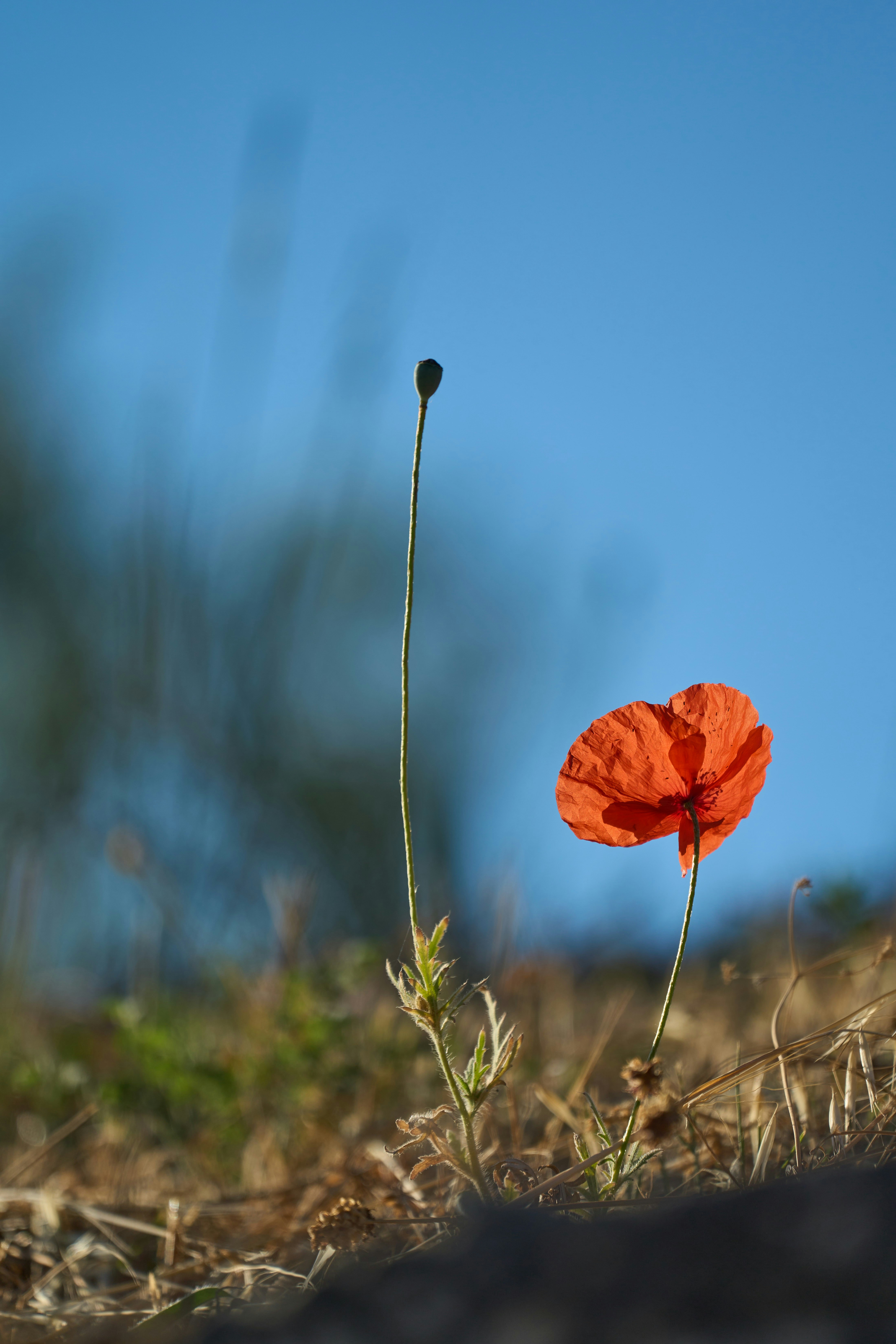 Photo by wolfgang_hasselmann