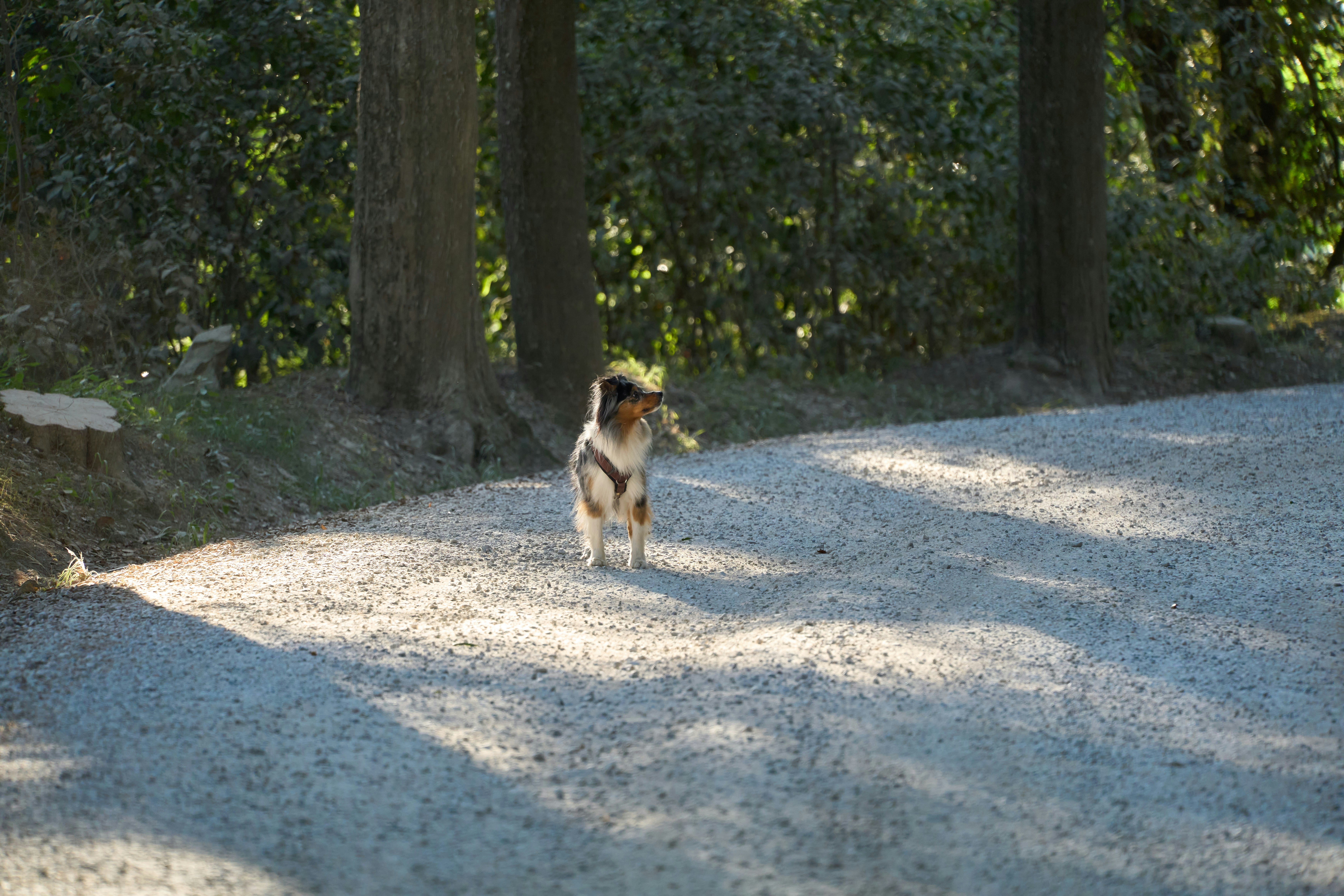 a dog standing on a dirt road