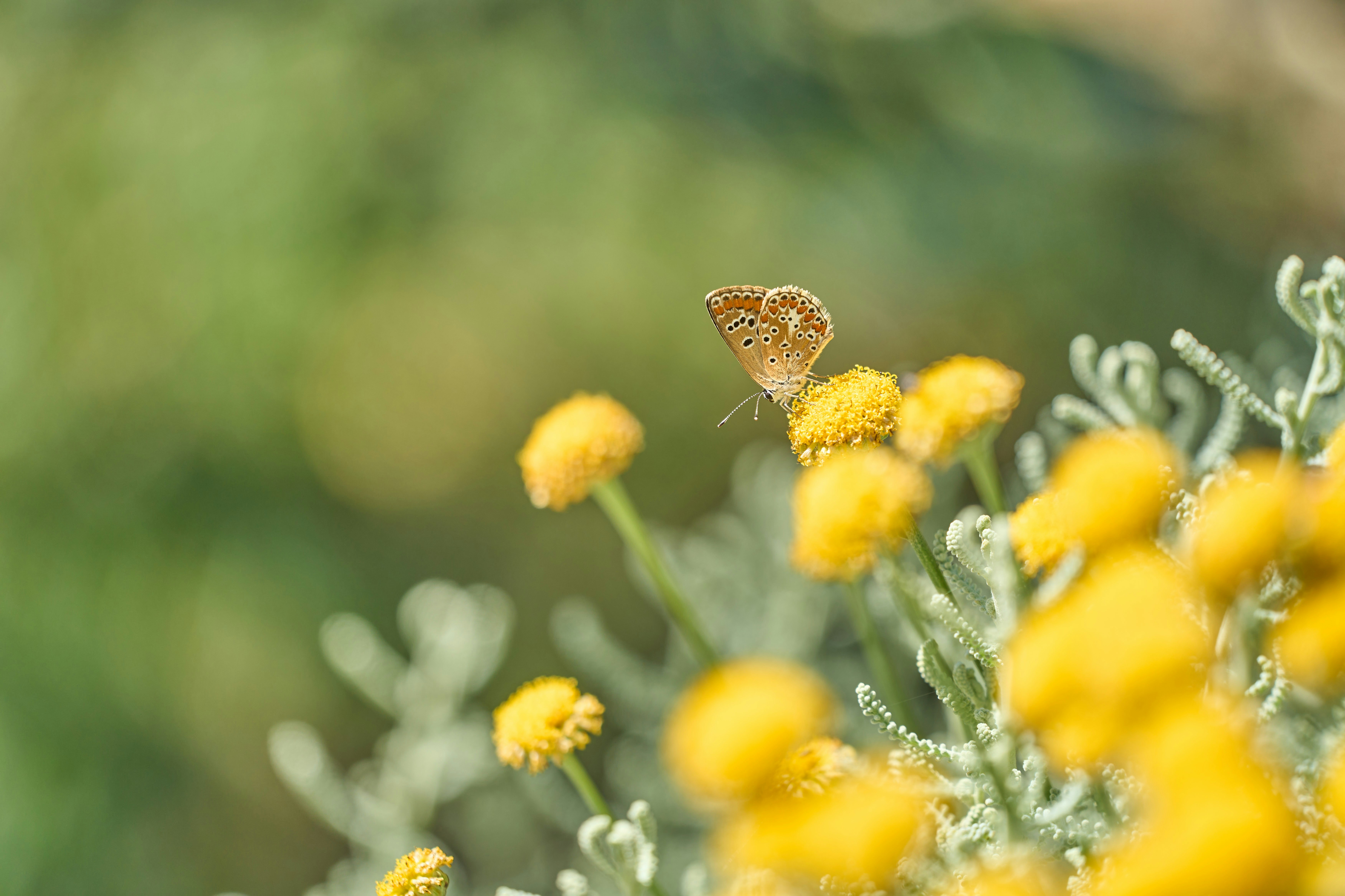 Photo by wolfgang_hasselmann