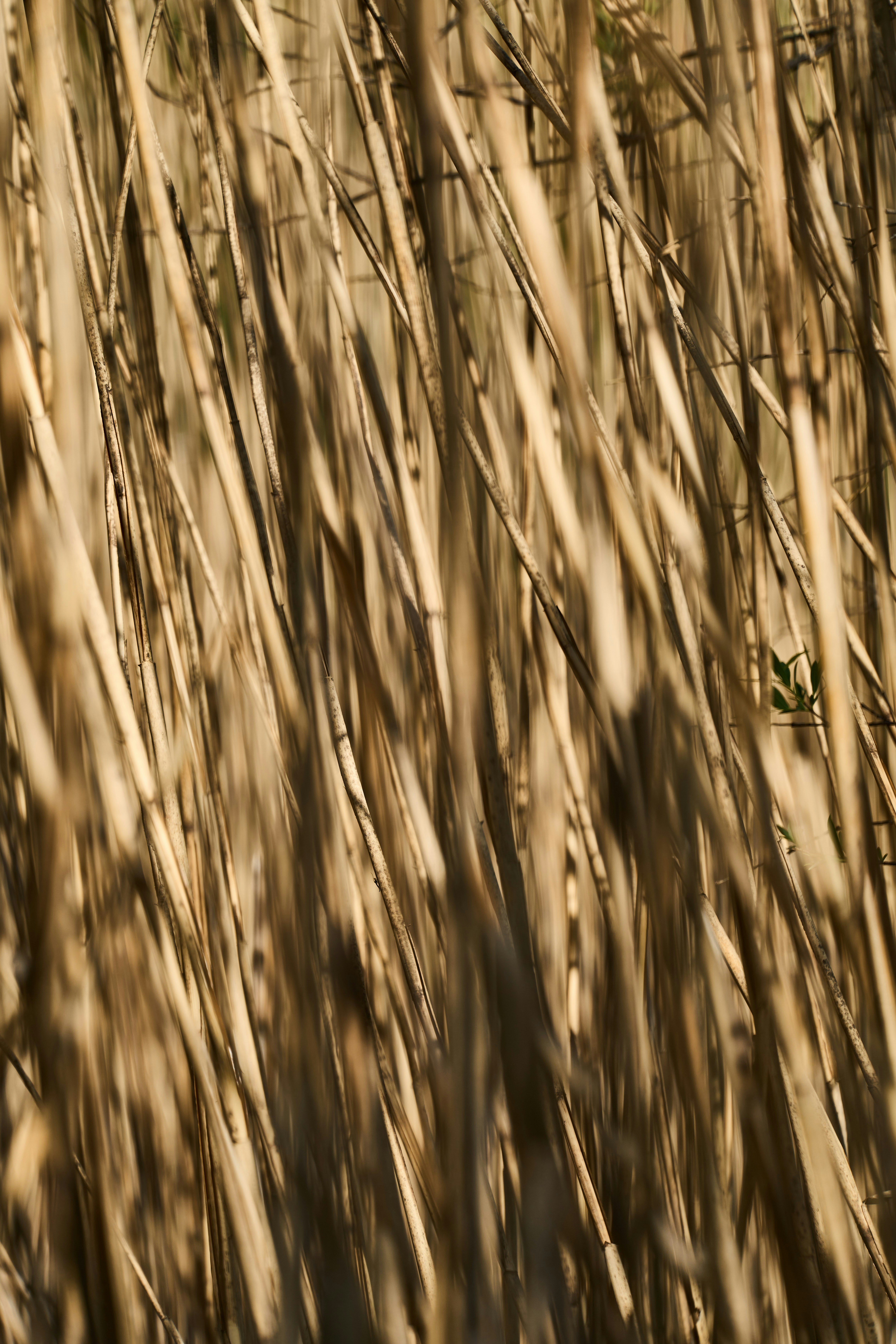 Photo by wolfgang_hasselmann