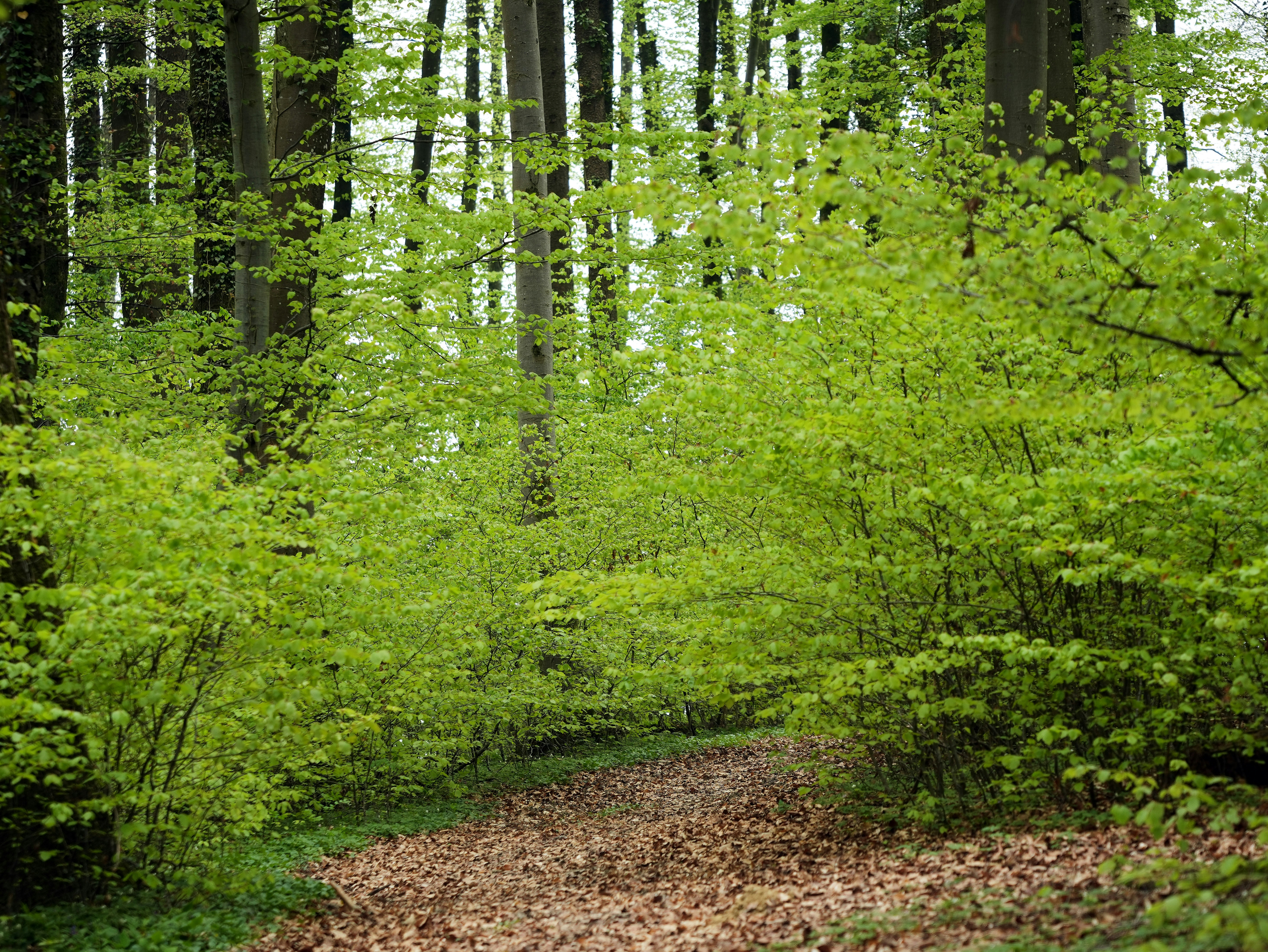 Photo by wolfgang_hasselmann